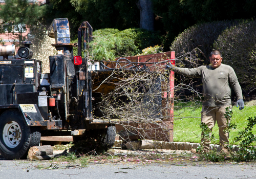 Workman pushing branches into wood chipper during spring clean up