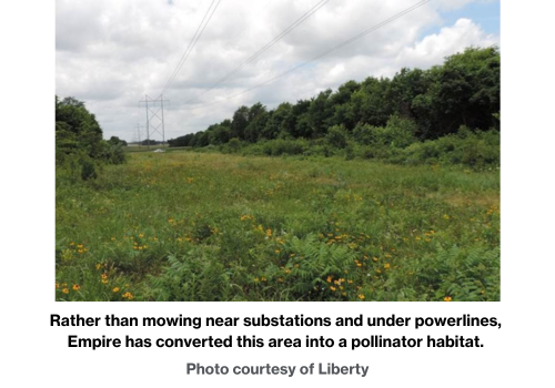Rather than mowing near substations and under powerlines,  Empire has converted this area into a pollinator habitat. 