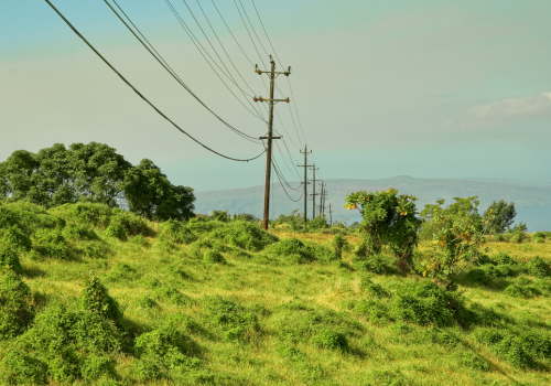 On the island of Maui Hawaii, at higher elevations can be found ranchland and agricultural farms. Lee of the eastern slopes of Haleakala is prime ranchland with just enough rain for grassland and livestock.