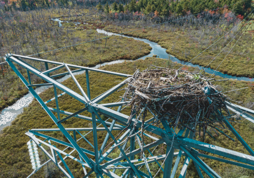 Inspecting the top of a high voltage transmission tower where an eagle as built a nest.