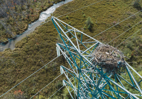 Inspecting the top of a high voltage transmission tower where an eagle as built a nest.