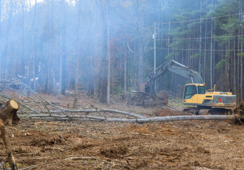 Worker is employing an excavator to clear forested area of dead trees